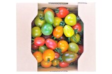 【年4回定期便】カラフルミニトマト 約1kg トマト 高森町産