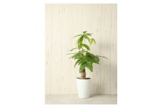 パキラ 観葉植物 人気 植物 グリーン プラント 栽培 ガーデニング 園芸