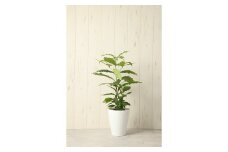 コーヒーの木 観葉植物 人気 植物 樹 木 グリーン プラント 栽培 ガーデニング 園芸