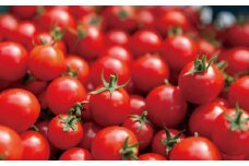 高森町産 ミニトマト 約250g×7袋 計約1.75kg【2025年7月上旬～10月下旬発送予定】 プチトマト トマト とまと 野菜 国産