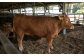 阿蘇 あか牛 ハンバーグ 2個 あか牛肉100％使用 牛肉 牛 惣菜 冷凍 熊本県産
