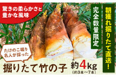 【2026年3月先行予約】熊本県 御船町 掘りたてたけのこ 4kg タケノコ 竹の子 冷蔵 ギフト グルメ 野菜 お祝い 春 筍《2026年3月上旬-4月下旬頃出荷》 有限会社ニシムラ st-p