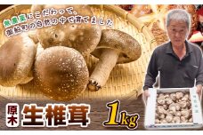 しいたけ 椎茸 生椎茸 1kg 荒木農産《11月上旬-12月中旬頃出荷》熊本 御船 原木椎茸 送料無料 st-p