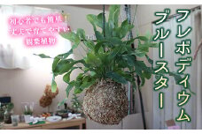FKK19-823 フレボディウム ブルースター（苔玉）