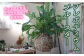 まぁるいフォルムがとっても可愛い！室内向けの観葉植物です。