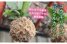 FKK19-322 コウモリラン　ビフルカツム（苔玉）
