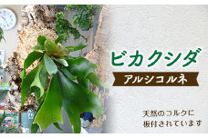 FKK19-323 コウモリラン　コルク板付（アルシコルネ）