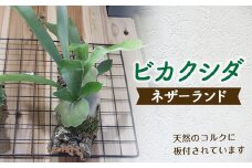 FKK19-272 ビカクシダ　コルク板付（ネザーランド）