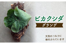 FK7-0190 ビカクシダ コルク板付（グランデ）＜数量限定＞ 観葉植物 ビカクシダ 植物 コルク板 グランデ 壁掛け インテリア リビング
