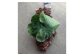 天然コルクに植え付けした状態で発送するので、届いたらすぐ飾っていただけます。