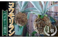 FKK19-824 コウモリラン ベイチー（ビーチー）の苔玉