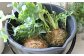 苔玉が乾いたらバケツに水をはって5分ほど、しばらくつけて水やりします。
