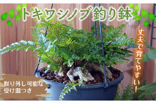 FKK19-825 【数量・期間限定】トキワシノブ吊り鉢