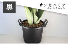 FKK22-085【鉢の色が選べる】サンセベリア　ムーンシャイン （黒）