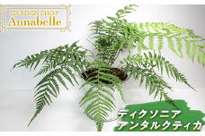 FKK19-599 ディクソニア アンタルクティカ