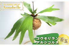 FKK19-601 アルシコルネ 苔玉