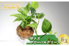 FKK19-602 ポトス グローバルグリーン 苔玉