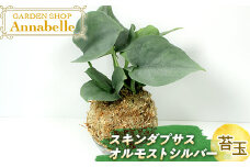 FKK19-603 スキンダプサス オルモストシルバー 苔玉