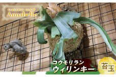 FKK19-928 コウモリラン ウィリンキー コルク板付