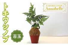 FKK19-659  トキワシノブ 苔玉