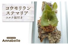 FKK19-812 コウモリラン ステマリア コルク板付