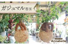 FKK19-820 ガジュマル苔玉