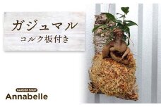 FKK19-821 ガジュマル コルク板付