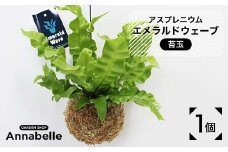 FKK19-867 アスプレニウム エメラルドウェーブ 苔玉