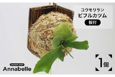FKK19-807 コウモリラン ビフルカツム 板付