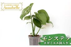 FKK19-881 モンステラ ネガミエル鉢入り