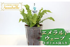 FKK19-882 エメラルドウェーブ ネガミエル鉢入り