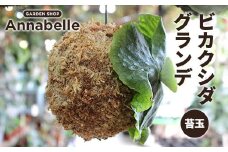 FK7-0193 ビカクシダ グランデ 苔玉 観葉植物 苔玉 植物 プラント 園芸 ガーデニング インテリア