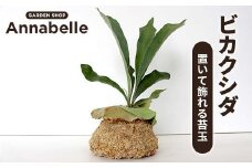 FKK19-927 ビカクシダ 置いて飾れる苔玉 観葉植物 苔玉 植物 プラント 園芸 ガーデニング インテリア