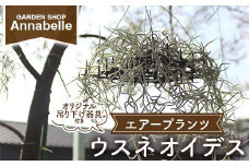 FK7-0189 エアープランツ ウスネオイデス オリジナル吊り下げ器具付き 観葉植物 植物 プラント 園芸 ガーデニング インテリア