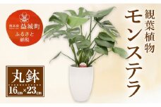 モンステラ 観葉植物 丸鉢(幅16cm×高さ23cm) 