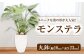 モンステラ 観葉植物 丸鉢(幅16cm×高さ23cm)