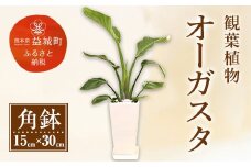 オーガスタ 観葉植物 角鉢(横15cm×高さ30cm)