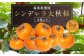 シンデレラ 太秋柿 木箱入り 大玉 3玉 約1kg