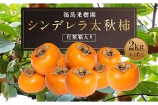【2024年11月上旬～12月下旬発送予定】シンデレラ 太秋柿 化粧箱入り 大玉 6玉 約2kg