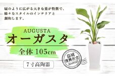 益城復興祈念 オーガスタ 7寸 高陶器 鉢40cm×20cm