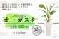 益城復興祈念 オーガスタ 7寸 高陶器 鉢40cm×20cm