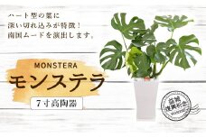 益城復興祈念 モンステラ 7寸 高陶器 鉢40cm