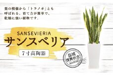 益城復興祈念 サンスベリア 7寸 高陶器  鉢40cm×20cm