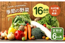 【定期便6回】季節の野菜 16品目 セット 野菜 詰め合わせ おまかせ