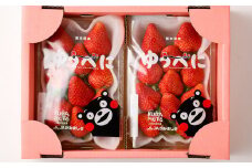 【2023年11月下旬発送開始】完熟 朝どれ 農家直送「ゆうべに」3L 250g×2パック 計500g 苺 イチゴ 熊本県産