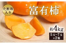 富有柿 合計約4kg 1箱5～7玉×2箱 化粧箱 付き 柿 太秋柿 【2024年11月上旬～12月下旬発送予定】