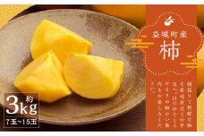 産地直送 朝採り 柿 約3kg 【2024年9月上旬-10月下旬発送予定】