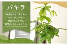 パキラ 観葉植物 植物 プラント 園芸 ガーデニング インテリア お家時間 癒し インドアグリーン 贈答 熊本 益城町