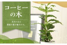 コーヒーの木 観葉植物 植物 プラント 園芸 ガーデニング インテリア お家時間 癒し インドアグリーン 熊本 益城町