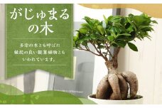 がじゅまるの木 観葉植物 ゴムの木 ガジュマル 植物 プラント 園芸 ガーデニング インテリア お家時間 癒し インドアグリーン 熊本 益城町